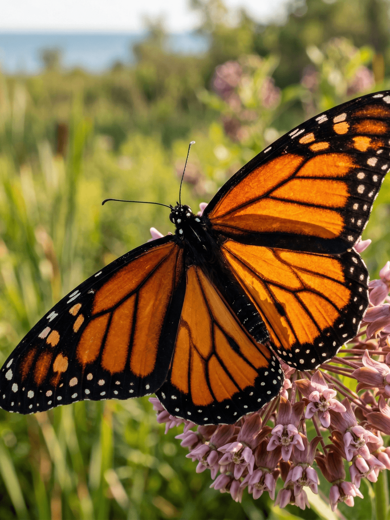 A monarch butterfly with open orange wings resting on pink milkweed wildflowers near the Great Lakes, Ontario, Canada